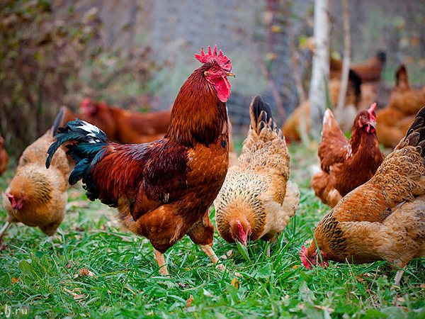 Породы куриц | ЗооТом - продажа, вязка и услуги для животных в Козельске