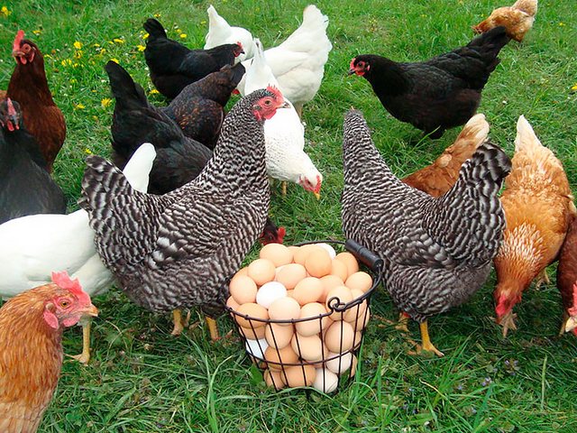 Содержание кур и уход за ними | ЗооТом - продажа, вязка и услуги для животных в Козельске
