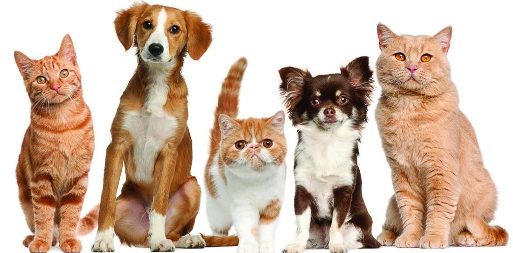 Доска объявлений о животных | ЗооТом - продажа, вязка и услуги для животных в Козельске