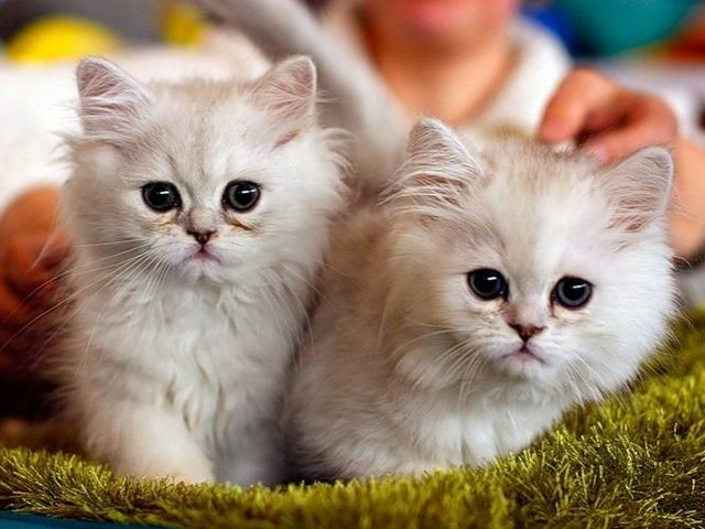 Породы кошек в Козельске | ЗооТом портал о животных