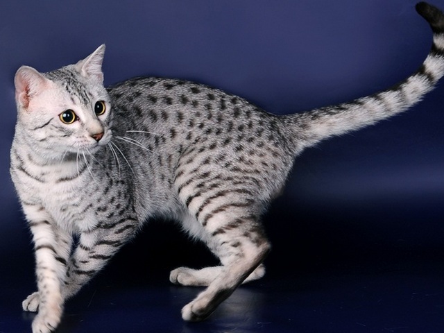 Породы кошек в Козельске | ЗооТом портал о животных
