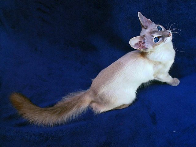 Выведенные породы кошек в Козельске | ЗооТом портал о животных