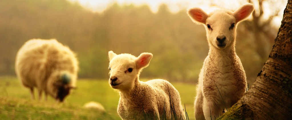 Объявления о сельскохозяйственных животных | ЗооТом - продажа, вязка и услуги для животных в Козельске