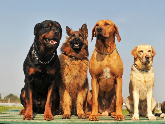 Крупные породы собак в Козельске | ЗооТом портал о животных