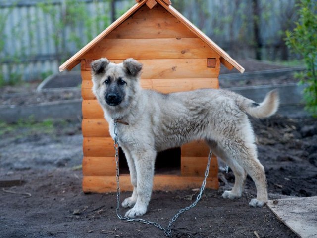Все о собаках в Козельске Все о собаках в Козельске